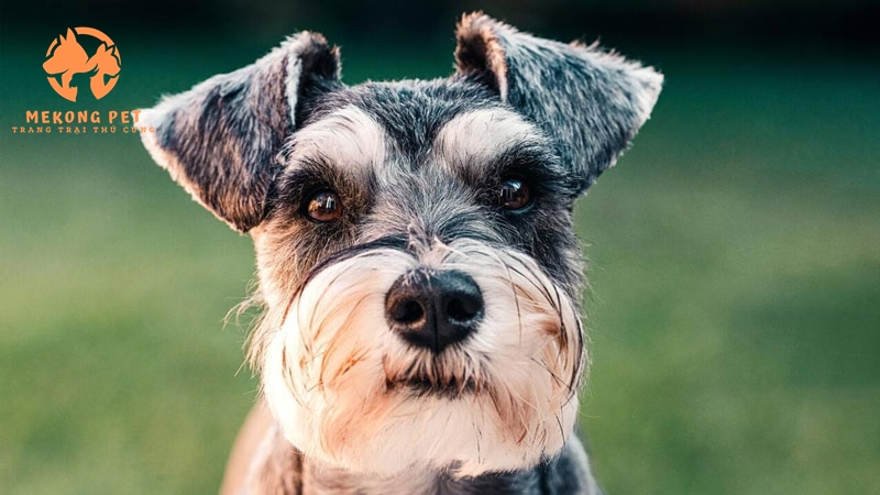 Khám Phá Thế Giới Chó Schnauzer Với Thông Tin Chi Tiết Về Mua Bán Tại TP.HCM, Bình Dương